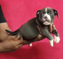 Order Female Pitbull Puppy from Vizag